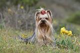 YORKSHIRE TERRIER 002